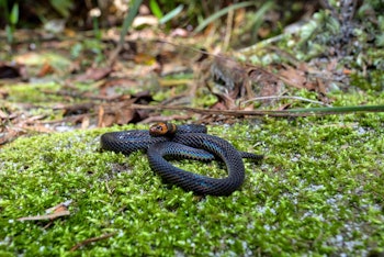 One of the smallest Reed Snakes, Pseudorabdion longiceps inhabits mainly forested areas hiding under...