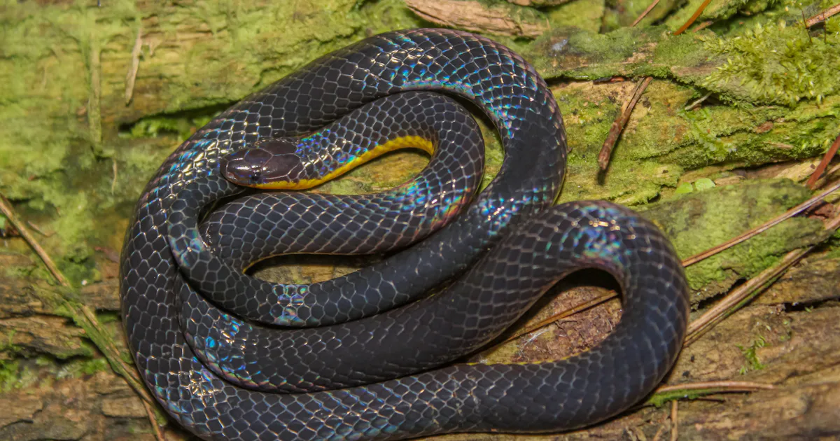 Watch: Researchers Catch Tiny Snake in the Act of Cartwheeling