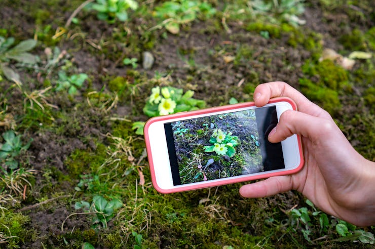plant identification handbook application use technlolgy in the nature uplugged