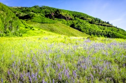 Lush green meadow field of many wild blue purple lupine flowers wildflowers in Maroon Bells area in ...