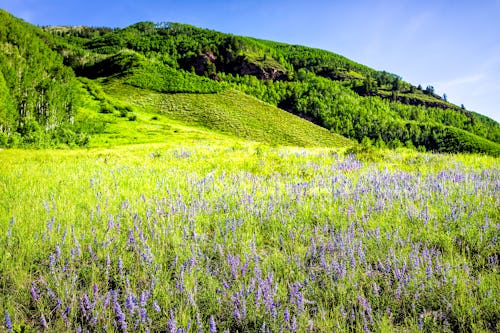 Lush green meadow field of many wild blue purple lupine flowers wildflowers in Maroon Bells area in ...