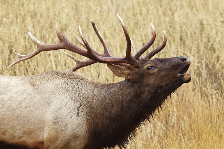 Close up of a Large Bull Elk Stag bugling / calling Rocky Mountain Elk, Cervus canadensis  Big game ...
