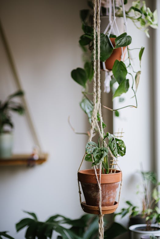 A jute macrame plant hanger with monstera adasonii in clay pot 