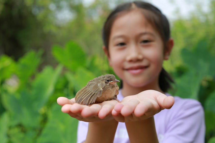 Little sparrow lying on child hands, taking care of birds, friendship. Concept of nature of life. Fo...