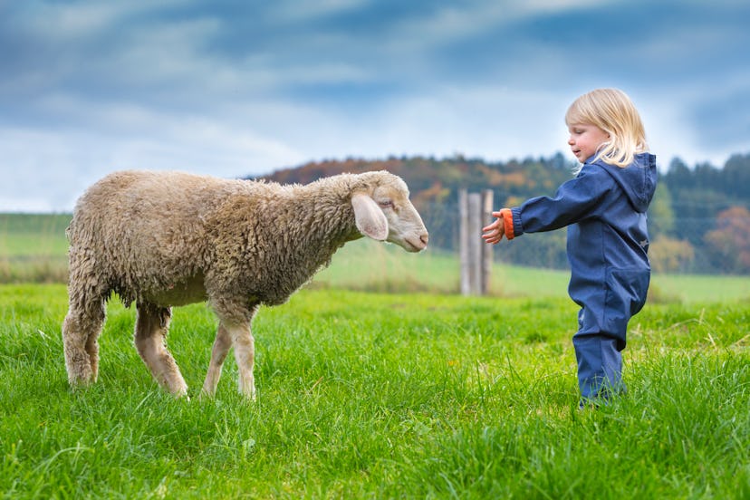 Portrait of cute blonde Toddler at the pasture with sheep
