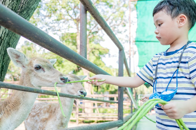 Cute boy feeding young deers on farm. Beautiful child petting animals in the zoo. Soft focus. Copy s...