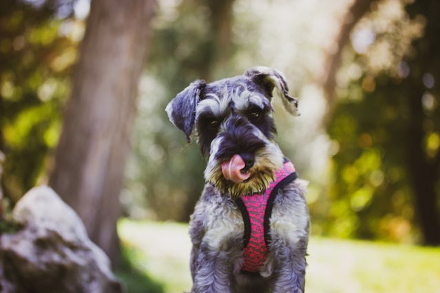 The obedient puppy Zwergschnauzer is sitting on a green lawn on nature in sunny day. Hunting, guardi...