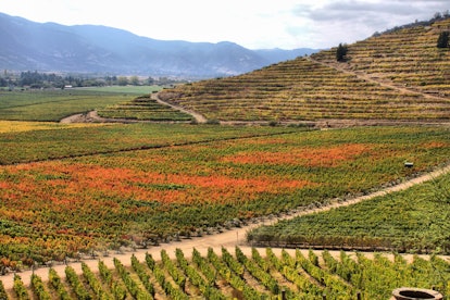 vineyard at Colchagua valley, Chile
