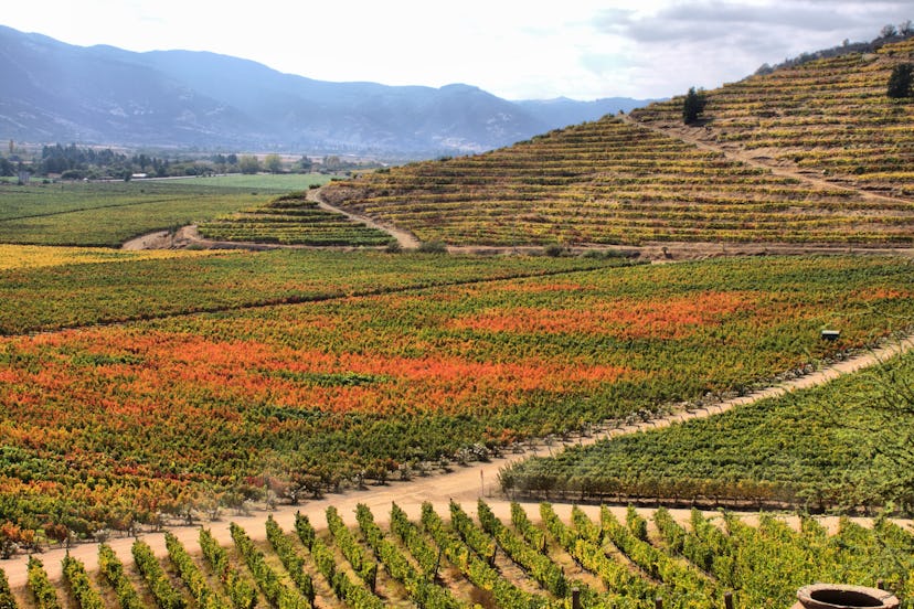 vineyard at Colchagua valley, Chile