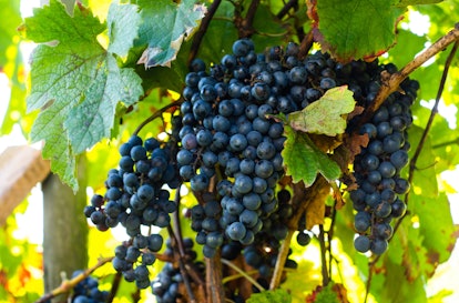 Bunch of ripe wine grapes on the grape bush, ready to harvest in sunny weather. Fruits straight from...
