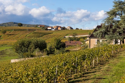 Vineyards of Mont Brouilly in Beaujolais