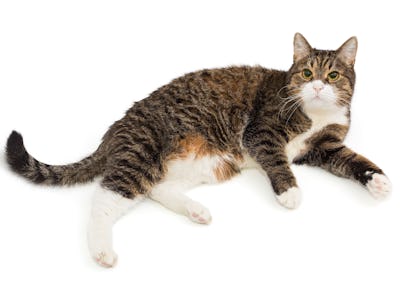 Grey, striped cat lies on its side and looks up, isolated on a white background