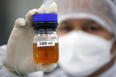 A pharmaceutical scientist shows Cannabidiol or CBD oil after extraction and used to produce cannabi...