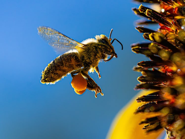 Honey bee, bee, sunflower, insect, hive