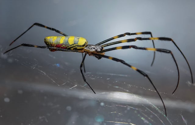 An undated handout photo from the University of Georgia of the invasive Joro spider species, Trichon...