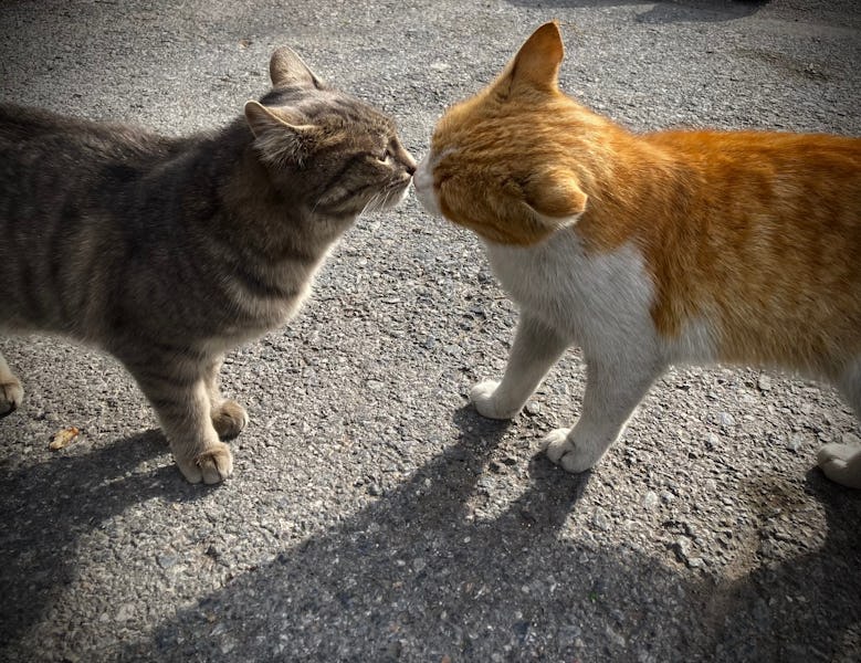 Two beautiful cats in love