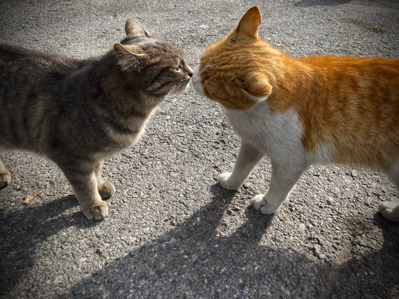 Two beautiful cats in love