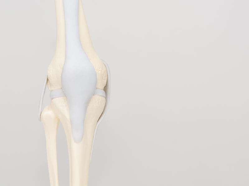 Model of a human knee joint isolated on a light gray background - for training, demonstration to a p...