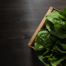 Concept of fresh and green food - lettuce