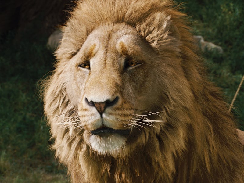 The Chronicles Of Narnia - Lion Witch and The Wardrobe (2005)