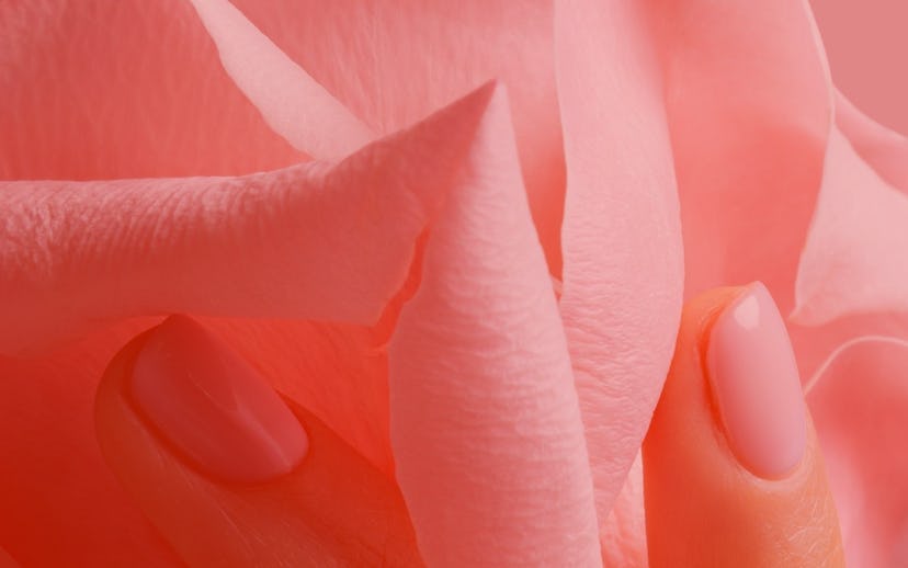 Young woman's hand with simple pink manicure holding a pink rose in her hand with pink background _ ...