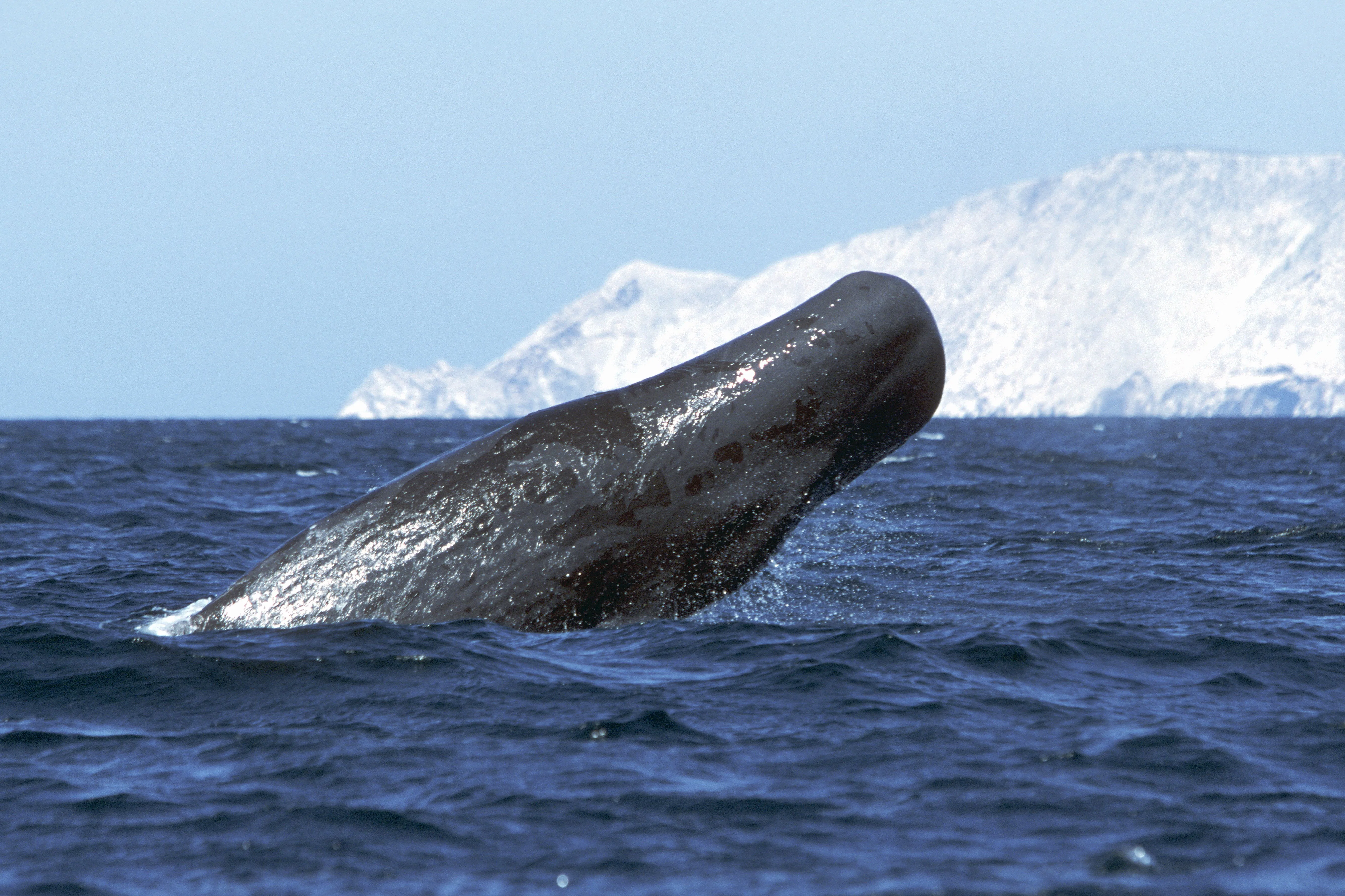 Sperm whale (Physeter macrocephalus), half breaching Midriff region of Gulf of California, Sea of Co...