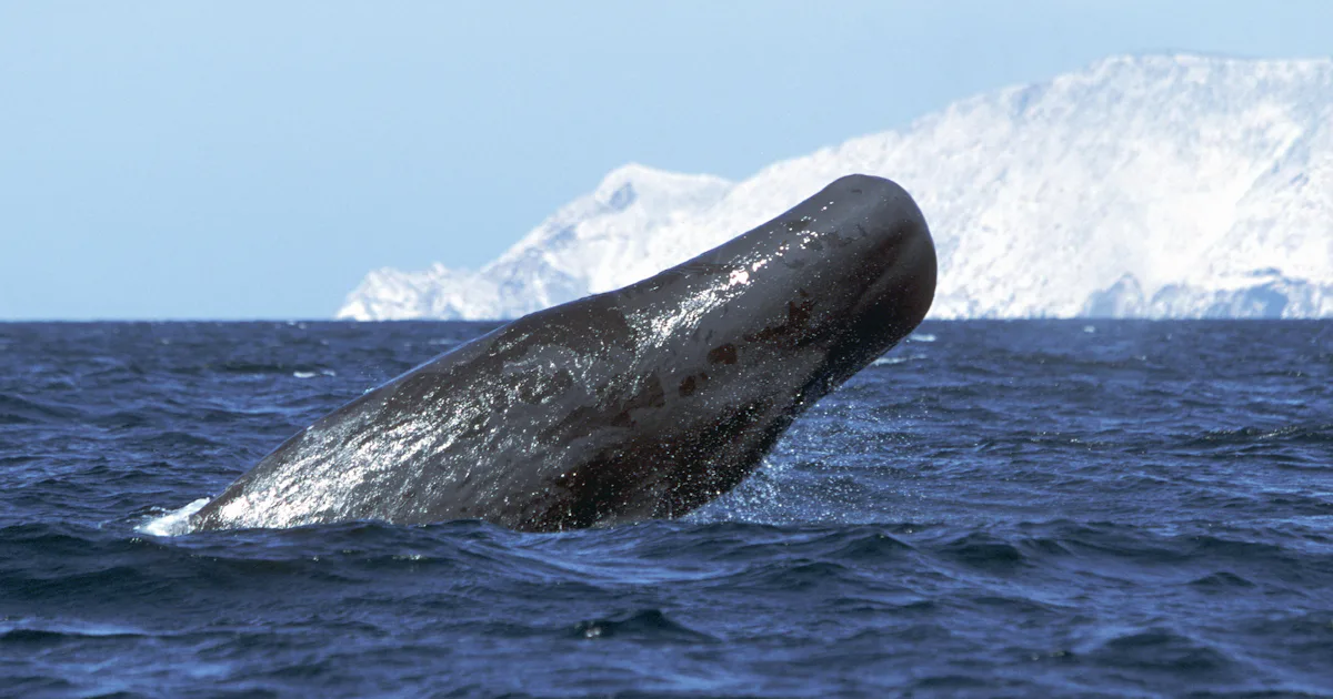 Photo: inverse.com Whalefall Examines If A Sperm Whale Can Swallow A Human
