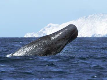 Sperm whale (Physeter macrocephalus), half breaching Midriff region of Gulf of California, Sea of Co...
