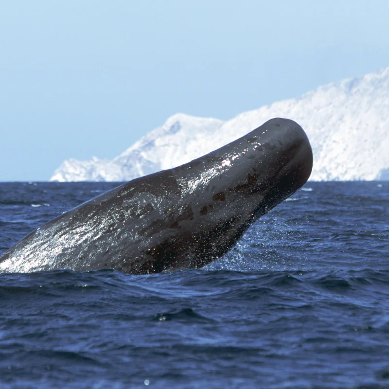 Sperm whale (Physeter macrocephalus), half breaching Midriff region of Gulf of California, Sea of Co...