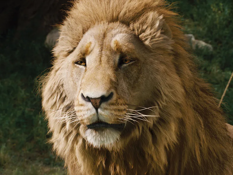 The Chronicles Of Narnia - Lion Witch and The Wardrobe (2005)