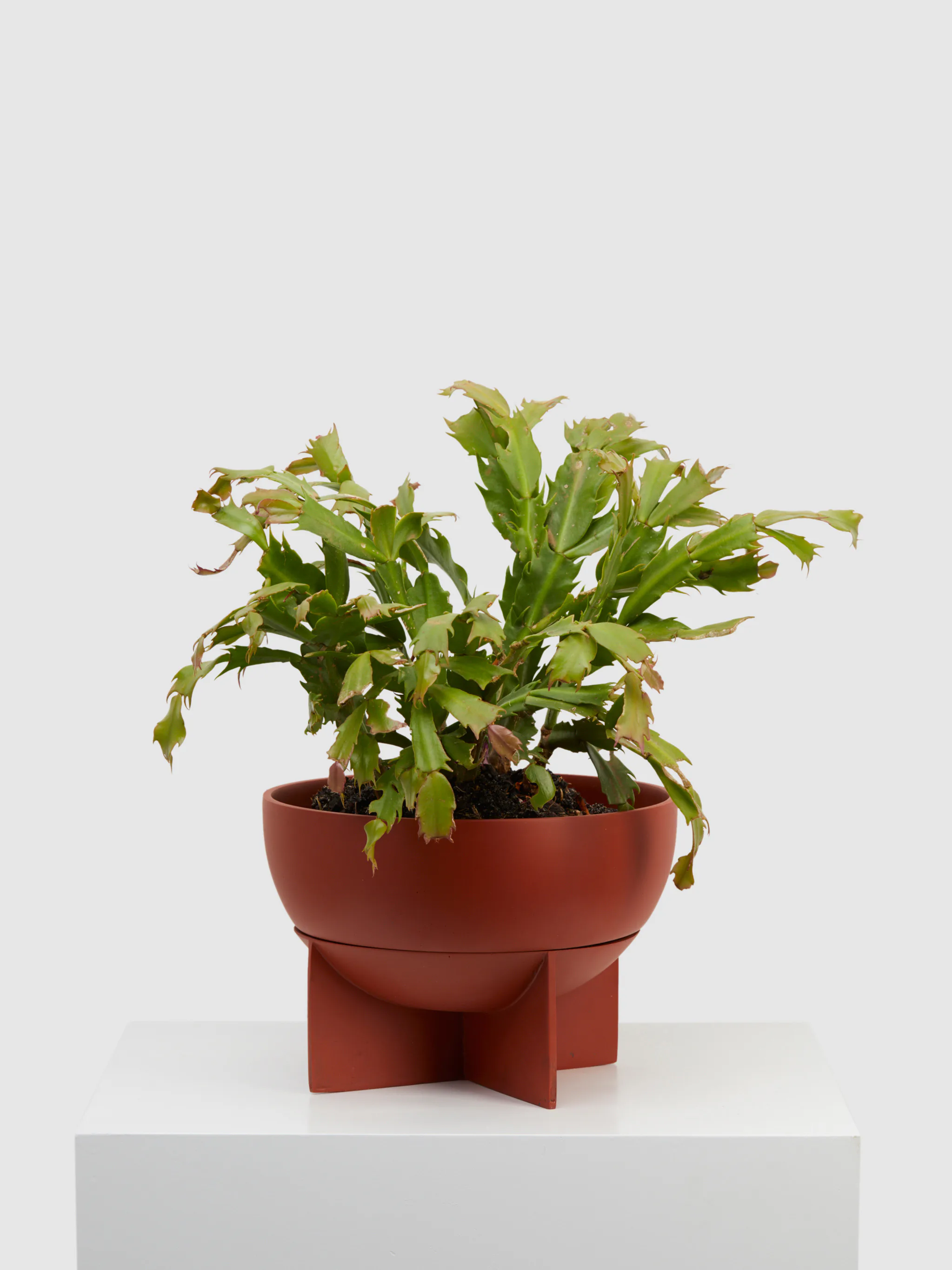 Dome Eros Planter: image 1