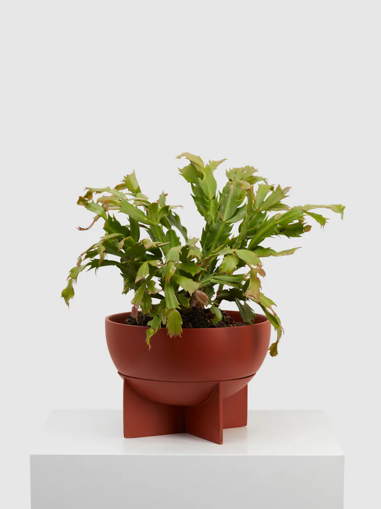 Dome Eros Planter: image 1