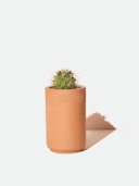 Prickly Pear Cactus Terracotta Grow Kit: additional image