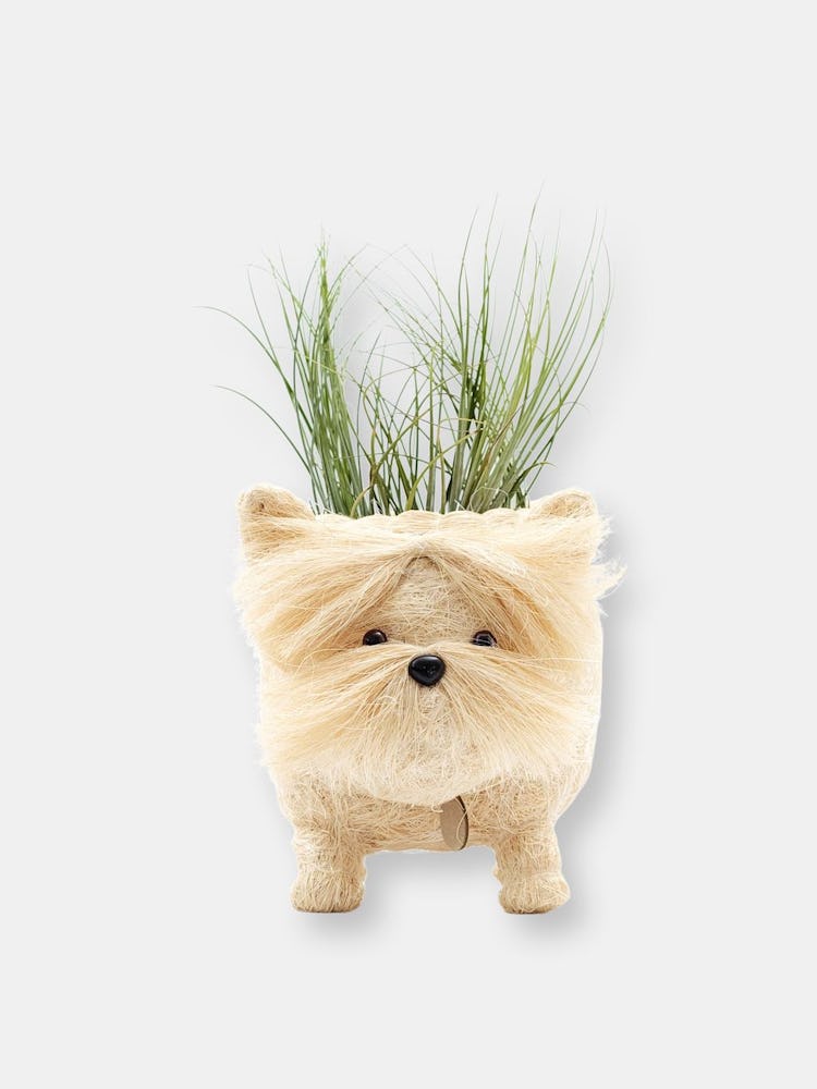 Westie Planter - Coco Coir Pots: additional image