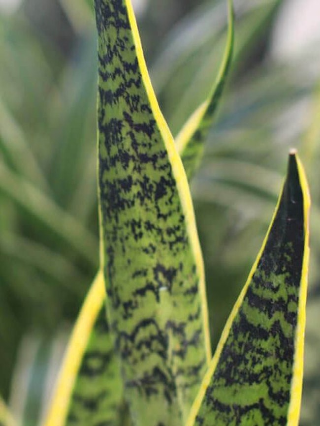 Medium Snake Plant with Mid-Century Ceramic Pot: additional image