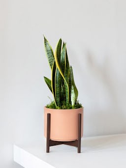 Medium Snake Plant with Mid-Century Ceramic Pot: additional image