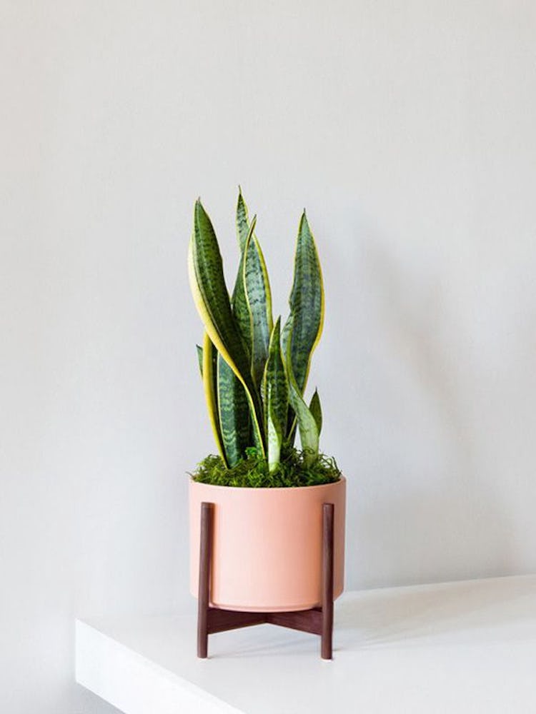 Medium Snake Plant with Mid-Century Ceramic Pot: image 1