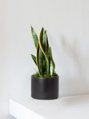 Medium Snake Plant with Mid-Century Ceramic Pot: additional image