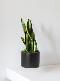 Medium Snake Plant with Mid-Century Ceramic Pot: additional image