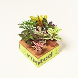 Baby Mystery Jungle Box: image 2