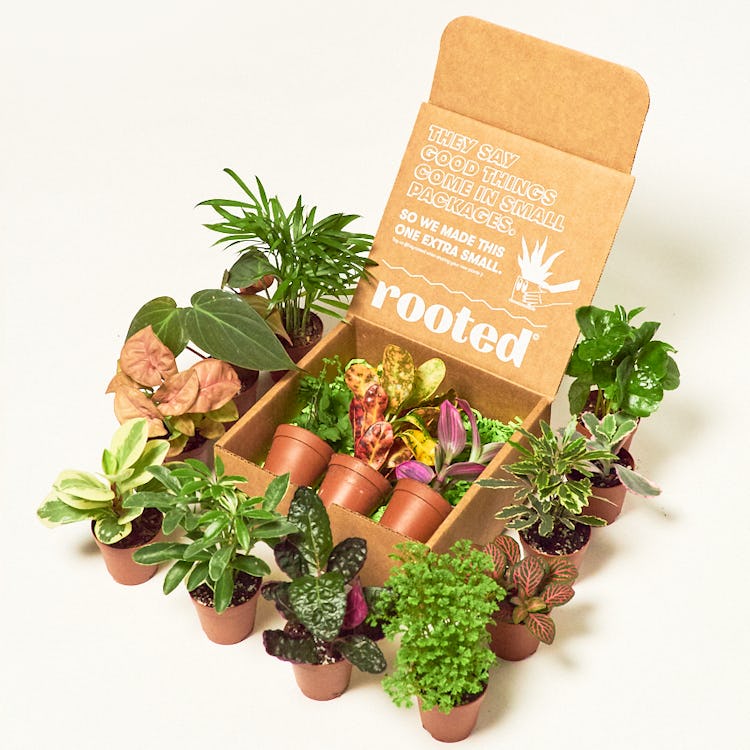 Baby Mystery Jungle Box: image 1