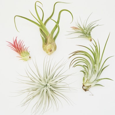 Mystery Air Plant Box: image 1