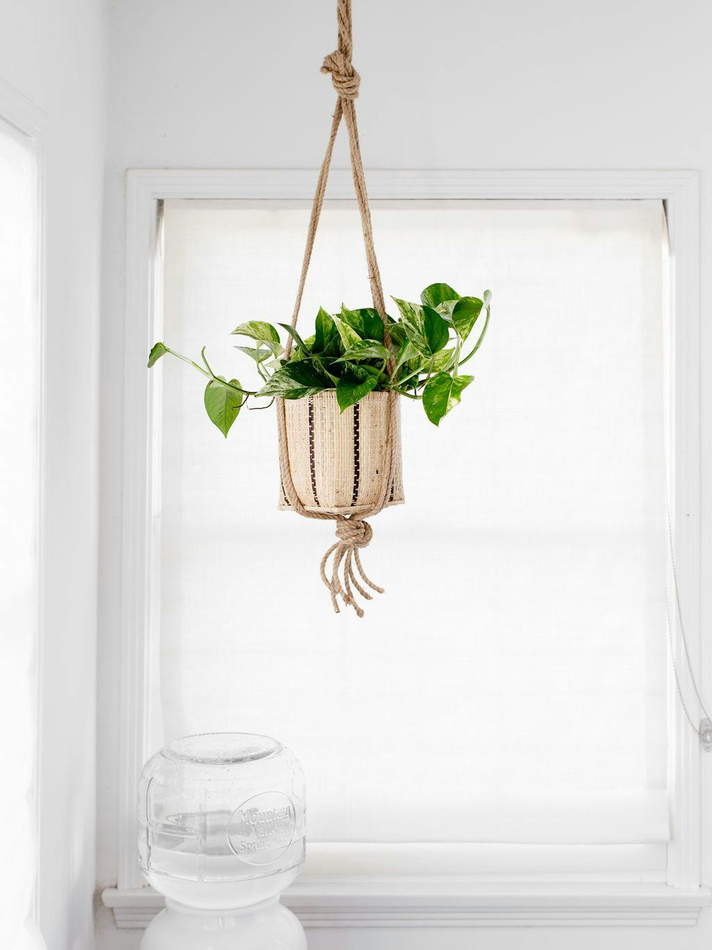 6" Golden Pothos + Hanging basket: image 1
