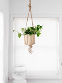 6" Golden Pothos + Hanging basket: image 1