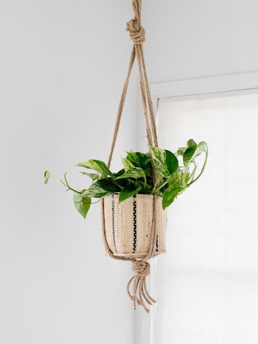 6" Golden Pothos + Hanging basket: additional image