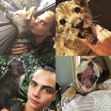 caradelevingneanimals.jpg