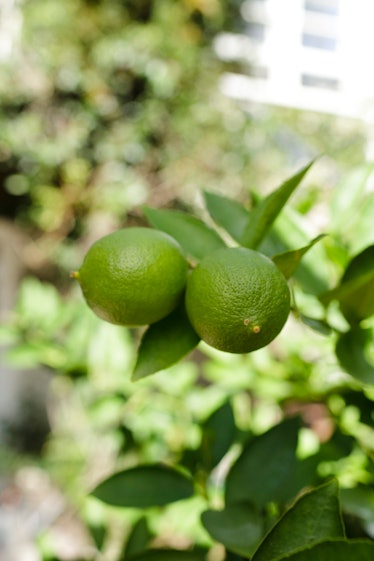 Two limes on a branch