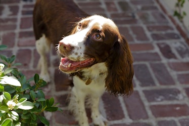 A brown and white dog