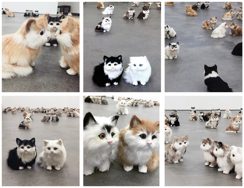 steph_cats_720.jpg