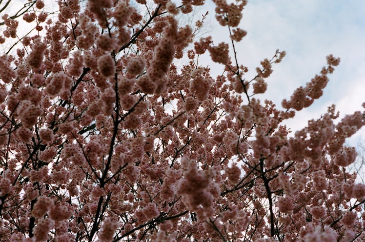 Sakura in Nakameguro.